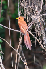 Ein Kleiner Kuckuck in der Seitenansicht  freigestellt im brasilianischen Dschungel