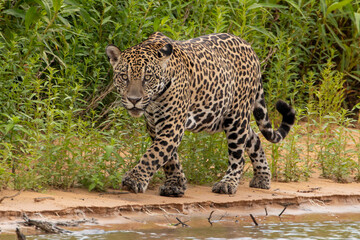 Ein am sandigen Flussufer laufender Jaguar in der Seitenansicht
