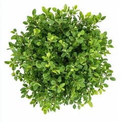 Obraz premium Top view of a lush, round bush with vibrant green leaves, viewed from above, showcasing its dense foliage and healthy appearance.