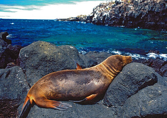 Rochas vulcânicas do arquipélago de Galápagos. Equador..