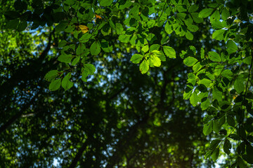 Nature of green leaf in garden at summer. Natural green leaves as spring background. Greenery environment ecology, green wallpaper. Blurred background of spring nature by trees.