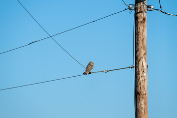 Short-Eared Owl in the wild perched on a powerline wire against a sunny blue sky in the winter, East 90 - Skagit Wildlife Area
