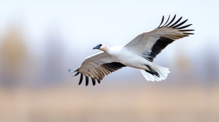 White crane in flight over wetlands, autumn