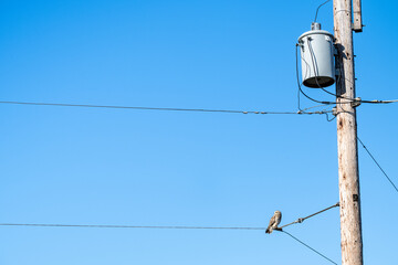 Short-Eared Owl in the wild perched on a powerline wire against a sunny blue sky in the winter, East 90 - Skagit Wildlife Area
