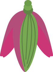 Banana Blossom