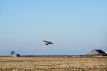 Bird watching, Short-Eared Owl in the wild flying across a winter farm field, Skagit Valley, Washington
