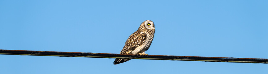 Short-Eared Owl in the wild perched on a powerline wire against a sunny blue sky, keeping watch for...