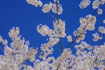 Spring day. Spring nature. Branches of blossoming cherry with soft focus on light blue sky background in sunlight. Beautiful floral image of spring nature. White flowers the fruit tree.