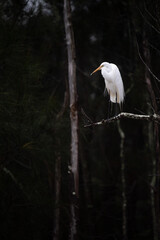 Great Egret