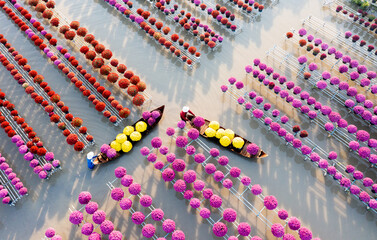 Flowers for Tet Holiday, Pink Raspberry Daisy