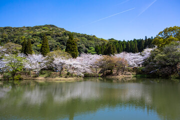 観音ヶ池と満開の桜
