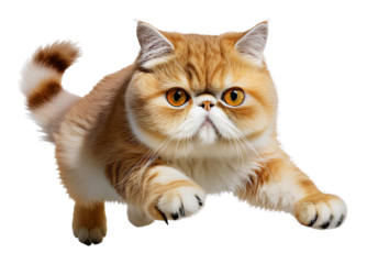 flat-nosed orange cat with a dashing pose