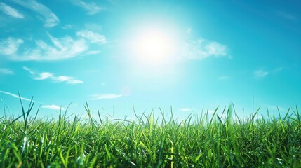 Fototapeta premium Spring grass swaying gently in the breeze under a clear sky