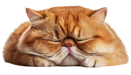 Chubby orange cat with flat nose and chubby cheeks sleeping adorable