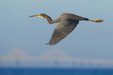 A tricolored heron (Egretta tricolor) flying over the ocean with Florida's Sunshine Skyway Bridge in the background (real, not added). Taken at Robinson Preserve, Florida.