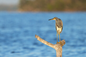 A tricolored heron (Egretta tricolor) on a piece of wood in Robinson Preserve, Florida