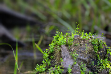 Delicate green plants sprouting on the remnants of a dead palm tree in the water at Big Slough Preserve, Florida