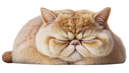 flat nose orange cat sleeping adorable