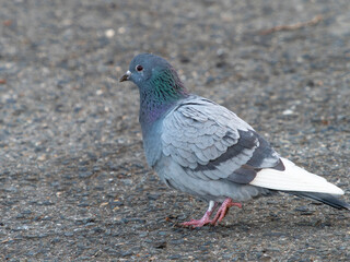 Obraz premium 地面に降りた鳩