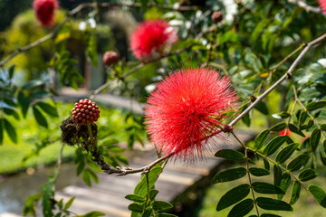 red and yellow flowers