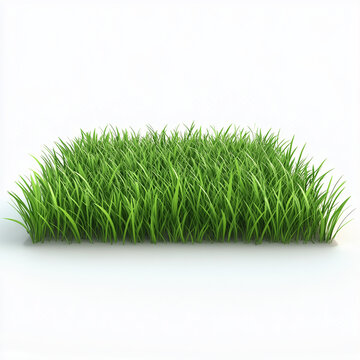 grass isolated on white background