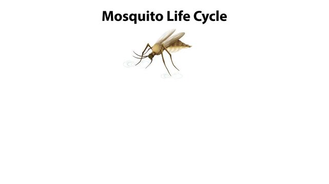Mosquito Life Cycle Animation