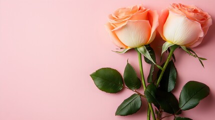 Fototapeta premium Elegant Pink Roses on Soft Pink Background for Romantic Decor