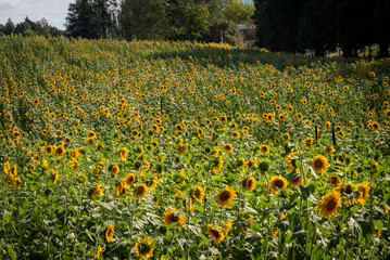 A field of Sunflowrs