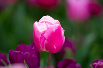 Fototapeta premium Beautiful Pink Tulips. Purple tulip flowers background. Beautiful flower violet tulips in sunlight landscape at spring or summer. Amazing spring nature. Tulips flowers in garden.