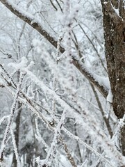 snow covered pine tree