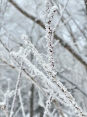 snow covered branches
