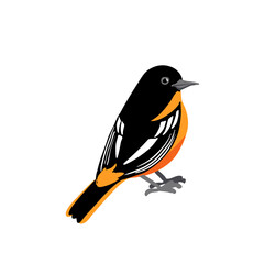 vector drawing bird,Baltimore oriole, hand drawn Icterus galbula, isolated nature design element