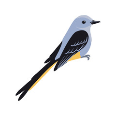 vector drawing bird, scissor-tailed flycatcher , hand drawn Tyrannus forficatus, isolated nature design element