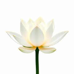 Fototapeta premium White sacred lotus flower isolated on the white background