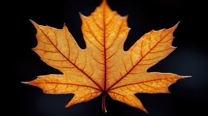 Obraz premium Vibrant orange maple leaf showcasing intricate veins against a dark background, highlighting autumn's beauty