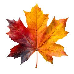 Obraz premium Autumn maple leaf isolated on transparent background