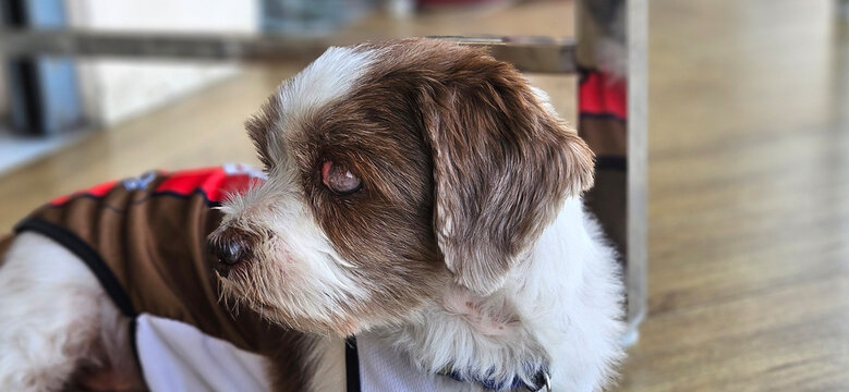 Senior small shih tzu with light brown color with and Cataracts eyes problem.