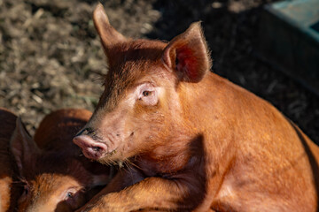 Farm pigs