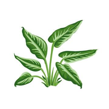 vector drawing green seaweed, anubias isolated at white background, hand drawn illustration