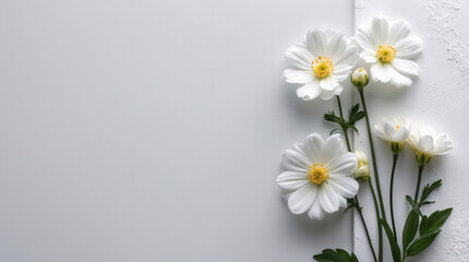 Elegant White Small Flowers with Stems Laid on a Clean White Surface for a Soft and Peaceful Composition Floral Botanical Wallpaper Background