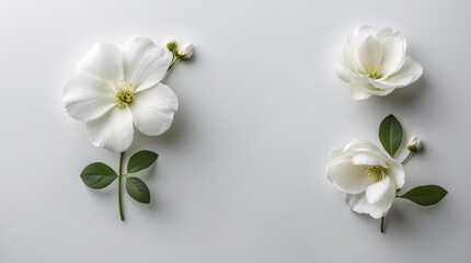 Obraz premium Fresh White Tiny Flowers with Stems Spread Across a Clean White Surface for a Simple and Elegant Display Floral Botanical Wallpaper Background
