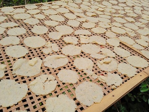Raw rice crackers or kerupuk gendar or lempeng are dried in the hot sun. Traditional crackers from Indonesia