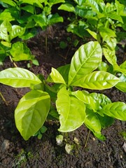 Close-up of vibrant green coffee plant seedlings in rich soil.