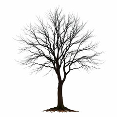 Fototapeta premium A Leafless tree isolated on the white background