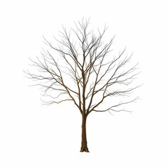 Fototapeta premium A Leafless tree isolated on the white background