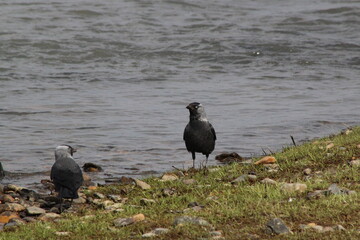 jackdaw