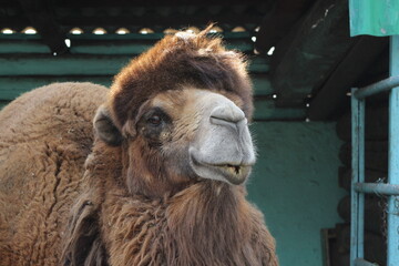 camel in zoo