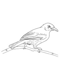 bird on a branch background