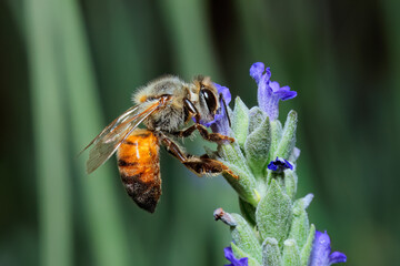 A honey bee collecting nectar on a lavender  flower, South Africa.