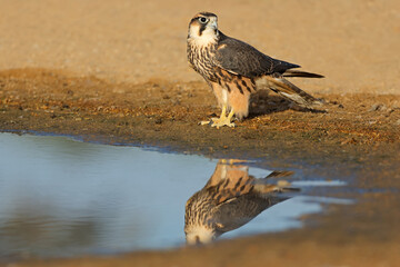Fototapeta premium A lanner falcon (Falco biarmicus) at a waterhole, Kalahari desert, South Africa.